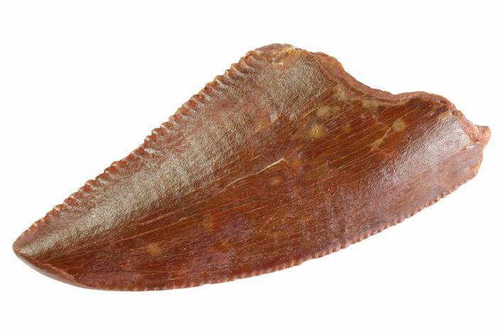 Serrated Raptor Tooth - Real Dinosaur Tooth #333319